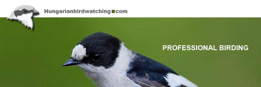 Collared Flycatcher (