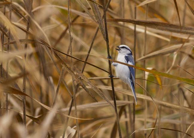Azure Tit (Cyanistes cyanus or Parus cyanus) - Photo by Bence Szántó Azure Tit pic