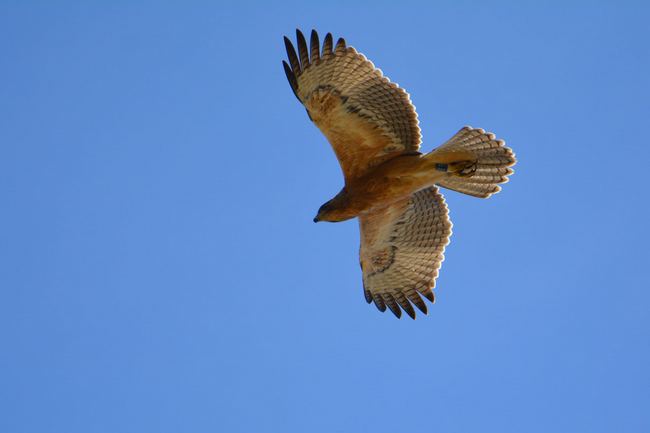 Bonelli's Eagle (Aquila fasciata) - Photo by Katalin Borbás source: MME Birdlife Hungary Bonelli's Eagle pic