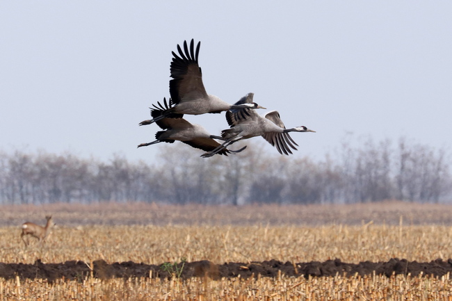 Common Crane pic