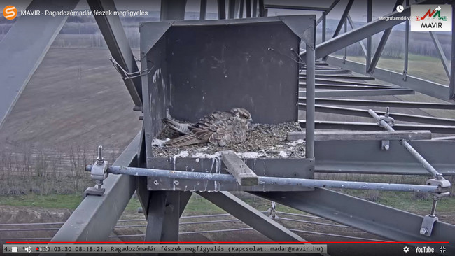 Saker webcam screenshot source: MAVIR Zrt. Saker nest pic