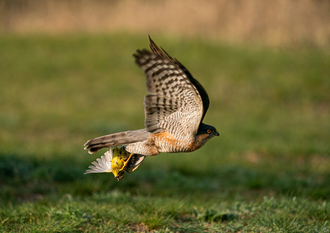 Nature photo of the year 2020 - Photo by Csaba Pintér NPOY2020 image