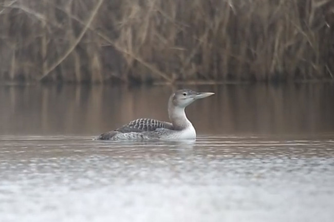 Yello-billed Loon (Gavia adamsii) - Click to open video Yello-billed Loon pic