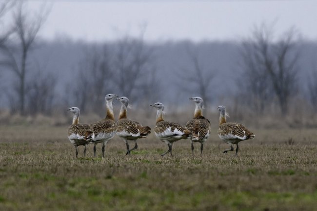 Great Bustards - Photo by Tibor Horváth Great Bustards pic