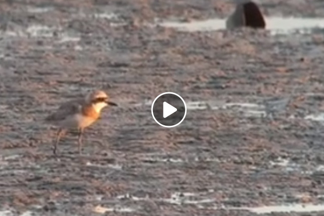 Great Sand Plover (Charadrius leschenaultia) - Click to open video Great Sand Plover pic