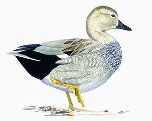 019 Gadwall pic