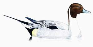 023 (Northern) Pintail pic