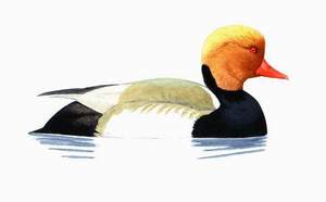 028 Red-crested Pochard pic