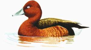 031 Ferruginous Duck pic