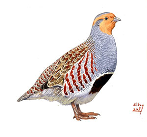 050 (Grey) Partridge pic