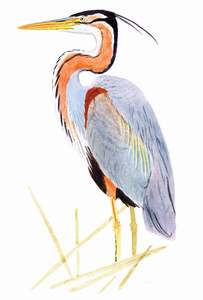075 Purple Heron pic