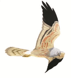 093 Montagu's Harrier pic