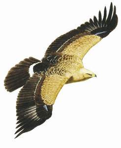 100 Lesser Spotted Eagle pic