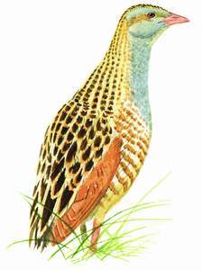 121 Corn Crake pic