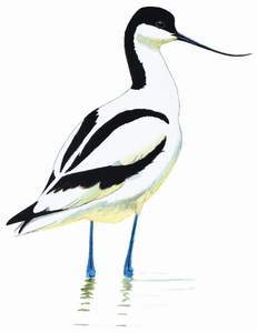 131 (Pied) Avocet pic