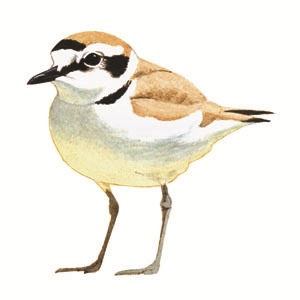 138 Kentish Plover pic