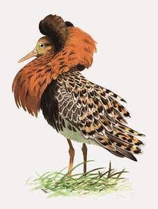 162 Ruff pic