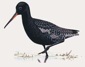 174 Spotted Redshank pic
