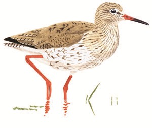 175 (Common) Redshank pic