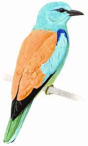 246 (European) Roller pic