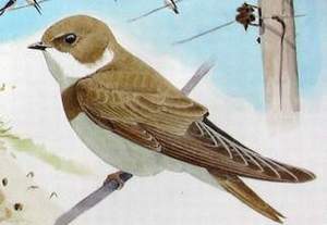 263 Sand Martinpic
